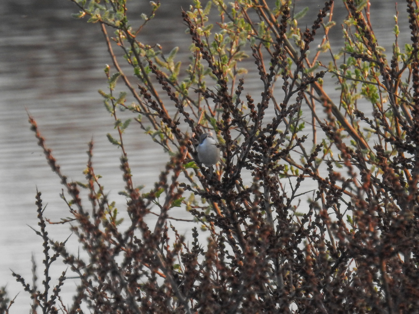 Is dit een braamsluiper?